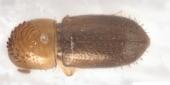 Cryphalus sp1937_Tiny 13704