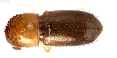 Cryphalus sp1937_Tiny 13704