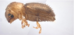 Cryphalus sp1937_Tiny 13704