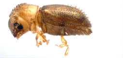 Cryphalus sp1937_Tiny 13704