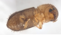 Cryphalus sp1937_Tiny 13704