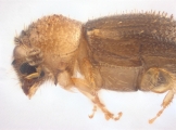 Cryphalus sp1937_Tiny 13968