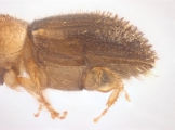 Cryphalus sp1937_Tiny 13968