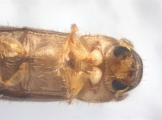 Cryphalus sp1937_Tiny 13968