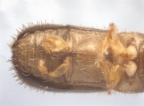 Cryphalus sp1937_Tiny 13968