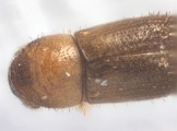 Cryphalus sp1937_Tiny 13968