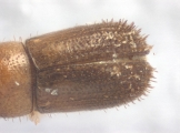 Cryphalus sp1937_Tiny 13968