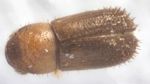 Cryphalus sp1937_Tiny 13968