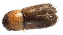 Cryphalus sp1937_Tiny 13968