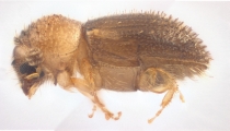 Cryphalus sp1937_Tiny 13968