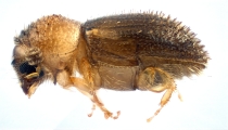 Cryphalus sp1937_Tiny 13968