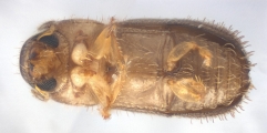 Cryphalus sp1937_Tiny 13968
