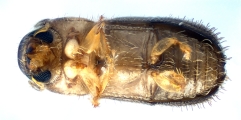 Cryphalus sp1937_Tiny 13968