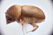 Cryphalus spp 12723