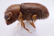 Cryphalus spp 12740