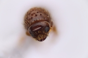 Cryphalus spp 12740