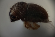 Cryphalus spp 13505