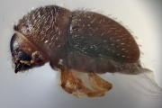 Cryphalus spp 13505