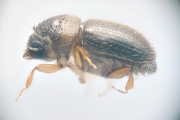 Cryphalus spp 14725