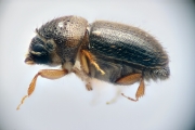 Cryphalus spp 14725