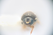 Cryphalus spp 14725