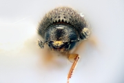 Cryphalus spp 14725