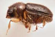 Cryphalus spp 14725