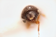 Cryphalus spp 14725