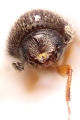 Cryphalus spp 14725