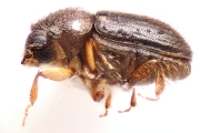 Cryphalus spp 14725