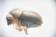 Cryphalus spp 14727