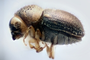 Cryphalus spp 14727