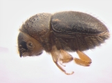 Cryphalus sp1846_Ficus_maleRidgeBeard 13593