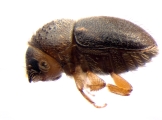 Cryphalus sp1846_Ficus_maleRidgeBeard 13593