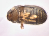 Cryphalus sp1846_Ficus_maleRidgeBeard 13593