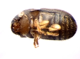 Cryphalus sp1846_Ficus_maleRidgeBeard 13593