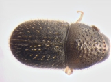 Cryphalus sp1846_Ficus_maleRidgeBeard 13593