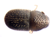 Cryphalus sp1846_Ficus_maleRidgeBeard 13593
