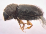 Cryphalus spp 13592