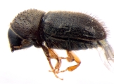 Cryphalus spp 13592