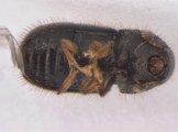 Cryphalus spp 13592