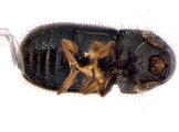 Cryphalus spp 13592