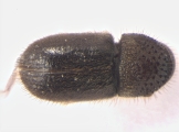 Cryphalus spp 13592