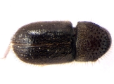 Cryphalus spp 13592