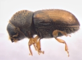 Cryphalus sp2028_Vietnam 13591