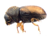 Cryphalus sp2028_Vietnam 13591