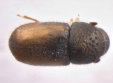 Cryphalus sp2028_Vietnam 13591
