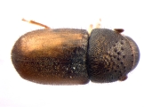 Cryphalus sp2028_Vietnam 13591