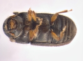 Cryphalus sp2028_Vietnam 13591