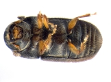 Cryphalus sp2028_Vietnam 13591